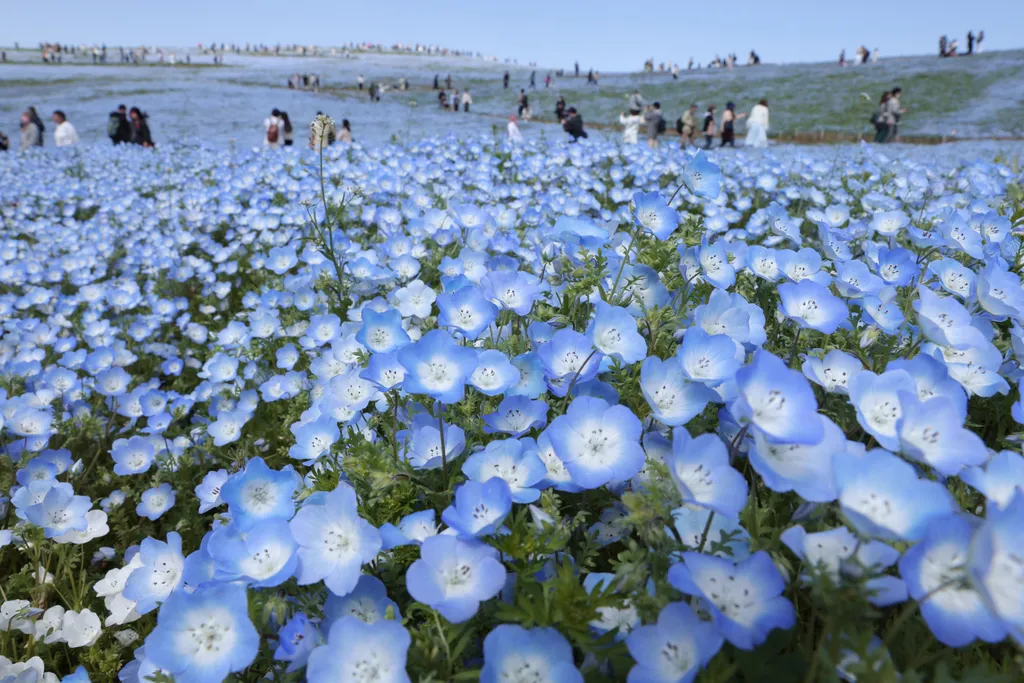 Forrás: The Yomiuri Shimbun via AFP/Yomiuri/Miho Takahashi