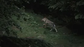 „Ujjai helyett karmai voltak” – vérfarkas maradványokra bukkanhattak az erdőben a helyeik