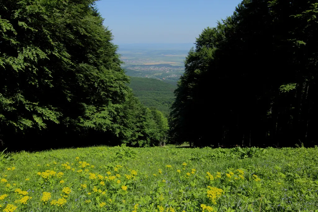 Forrás: Travelo 