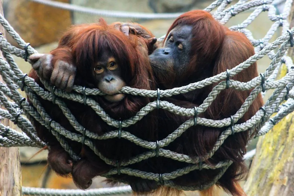 Fotó: Zoo Berlin 