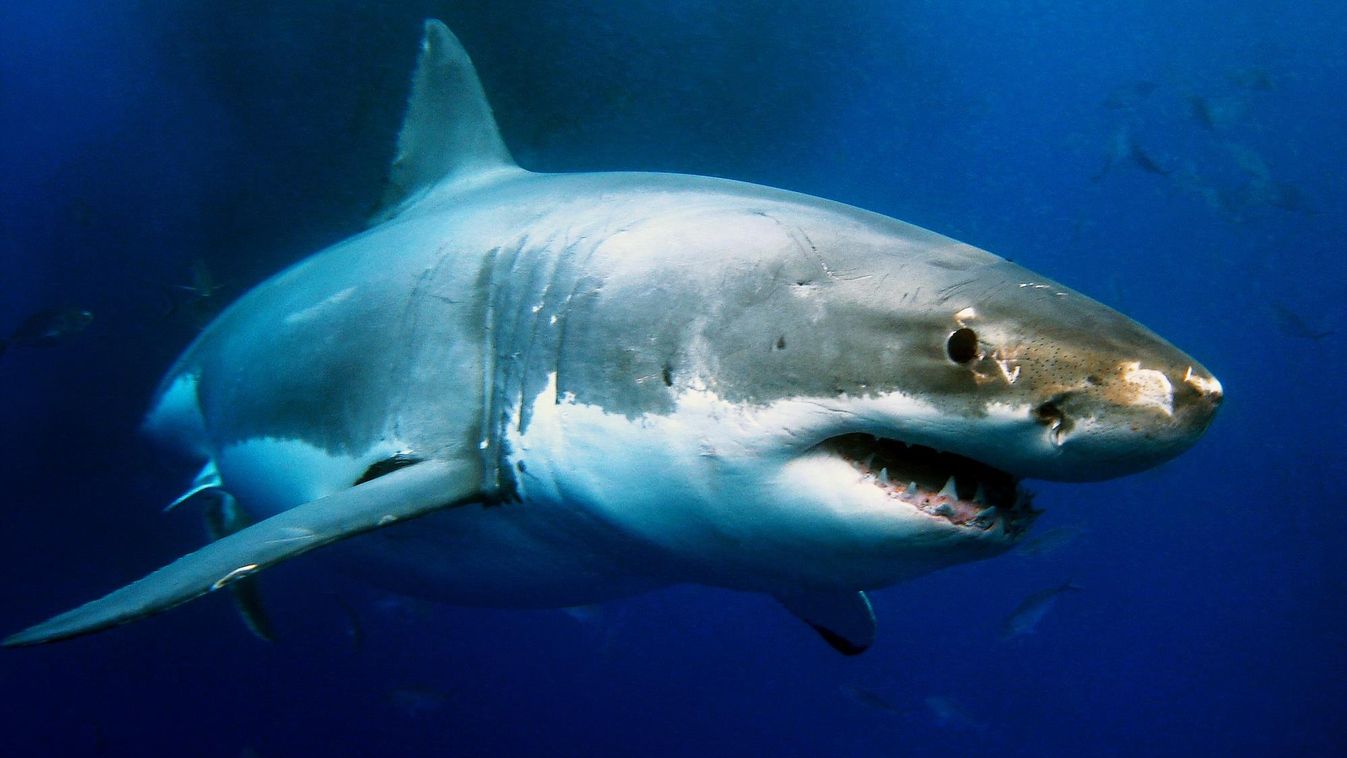 Filmre vették a valaha volt legnagyobb fehér cápát, elképesztőek a méretei!