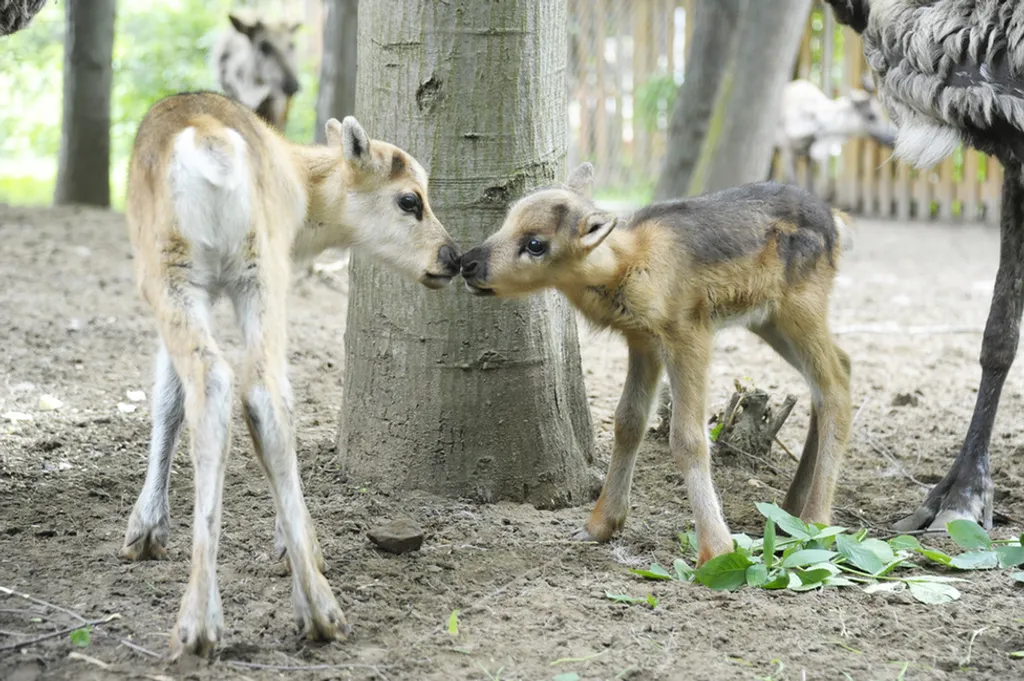 Fotó: Nyíregyházi Állatpark 