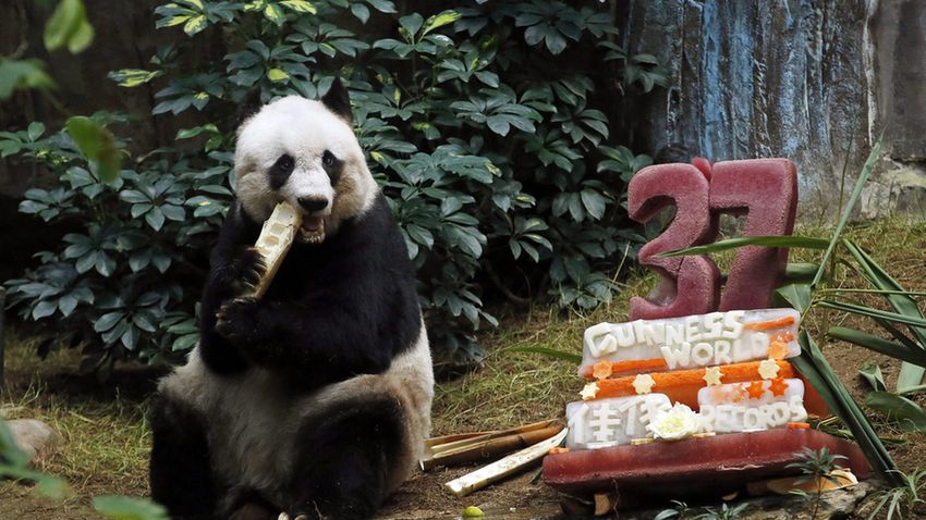 A legidősebb fogságban élő panda Kínában