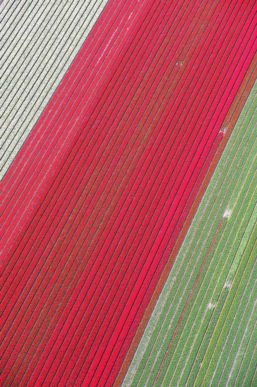 Fotó: Solent News Photo Agency / Northfoto 