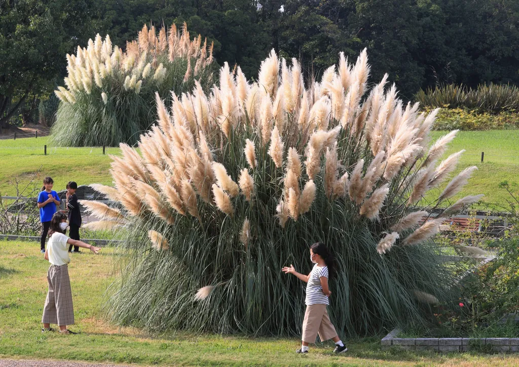Forrás: The Yomiuri Shimbun via AFP/Yomiuri/Kota Kawasaki