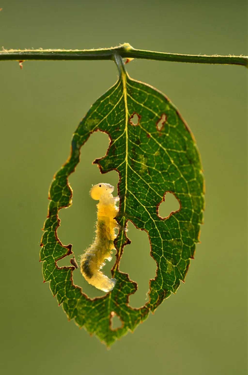 Minghui Yuan / IGPOTY 