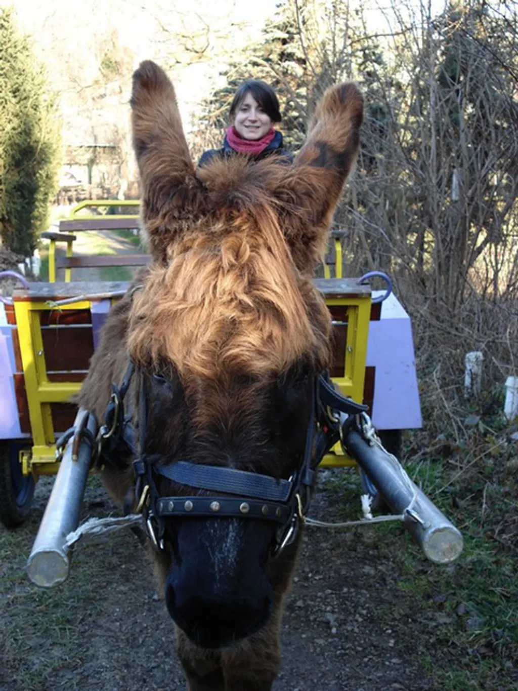 Fotó: Csacsifarm 