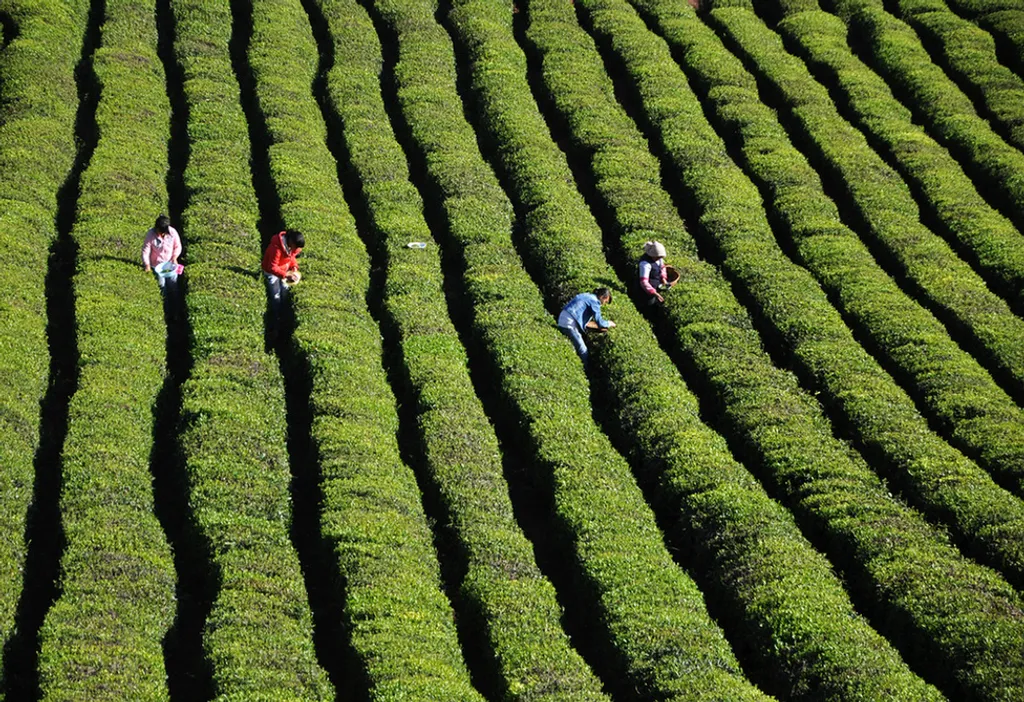 Fotó: Yang Wenbin Xinhua / Eyevine / Northfoto 
