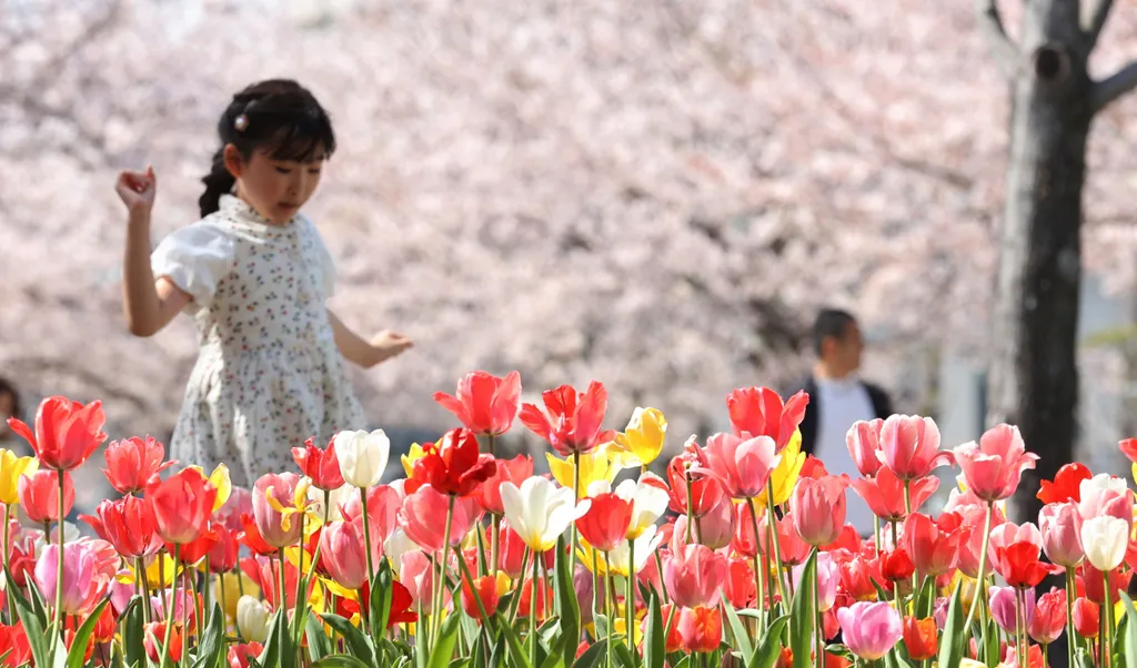 Forrás: The Yomiuri Shimbun via AFP/Yomiuri/Yuki Kurose