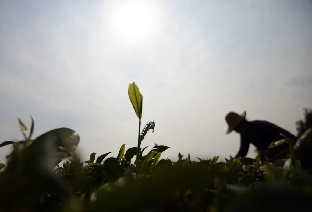 Fotó: Li Ke Xinhua / Eyevine / Northfoto 