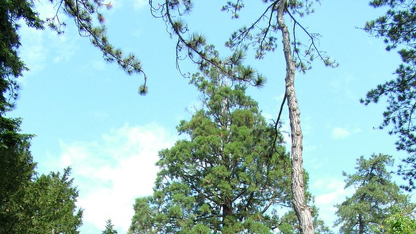 Szarvasi arborétum