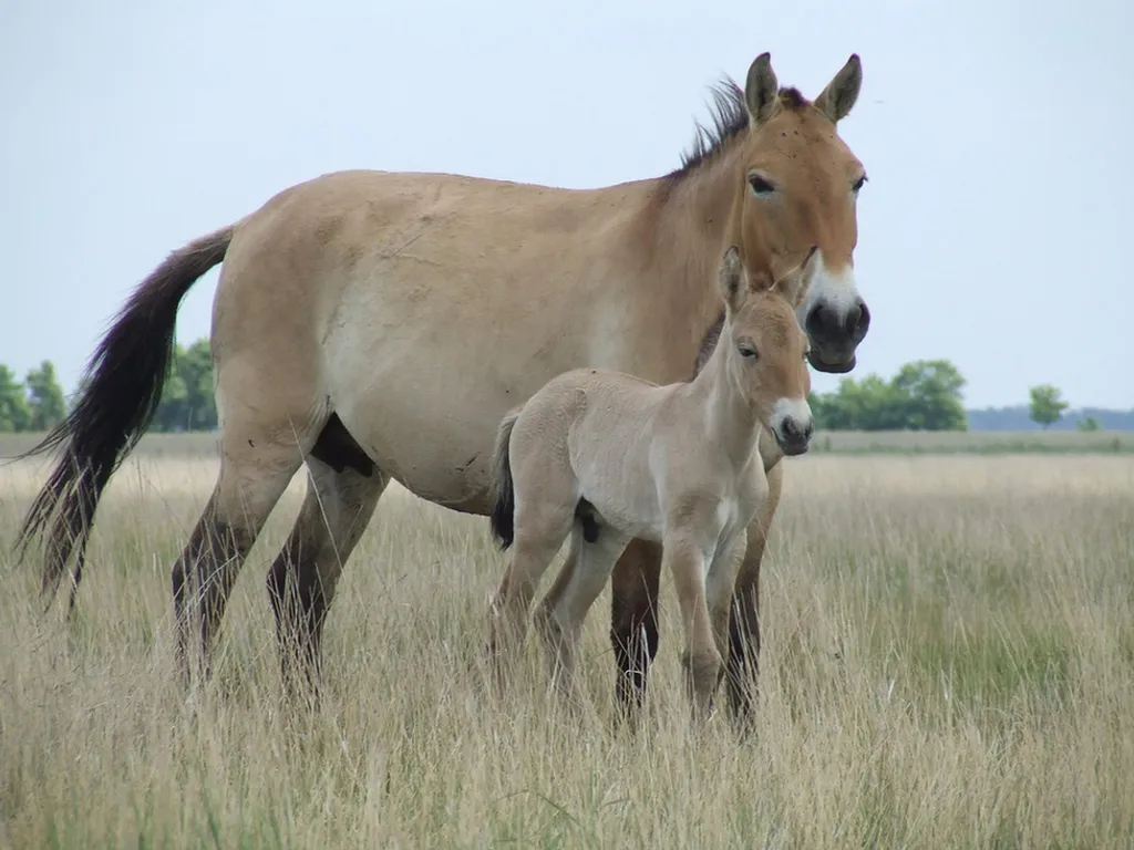Fotó: Hortobágyi Nemzeti Park Igazgatóság 