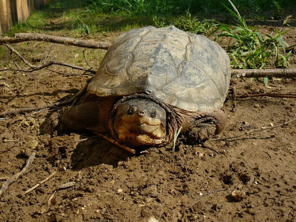 Fotó: Krokodil Zoo 