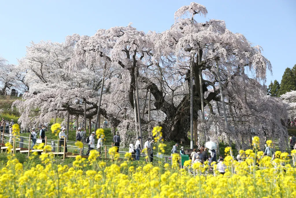 Forrás: The Yomiuri Shimbun via AFP/Yomiuri/Kaname Muto