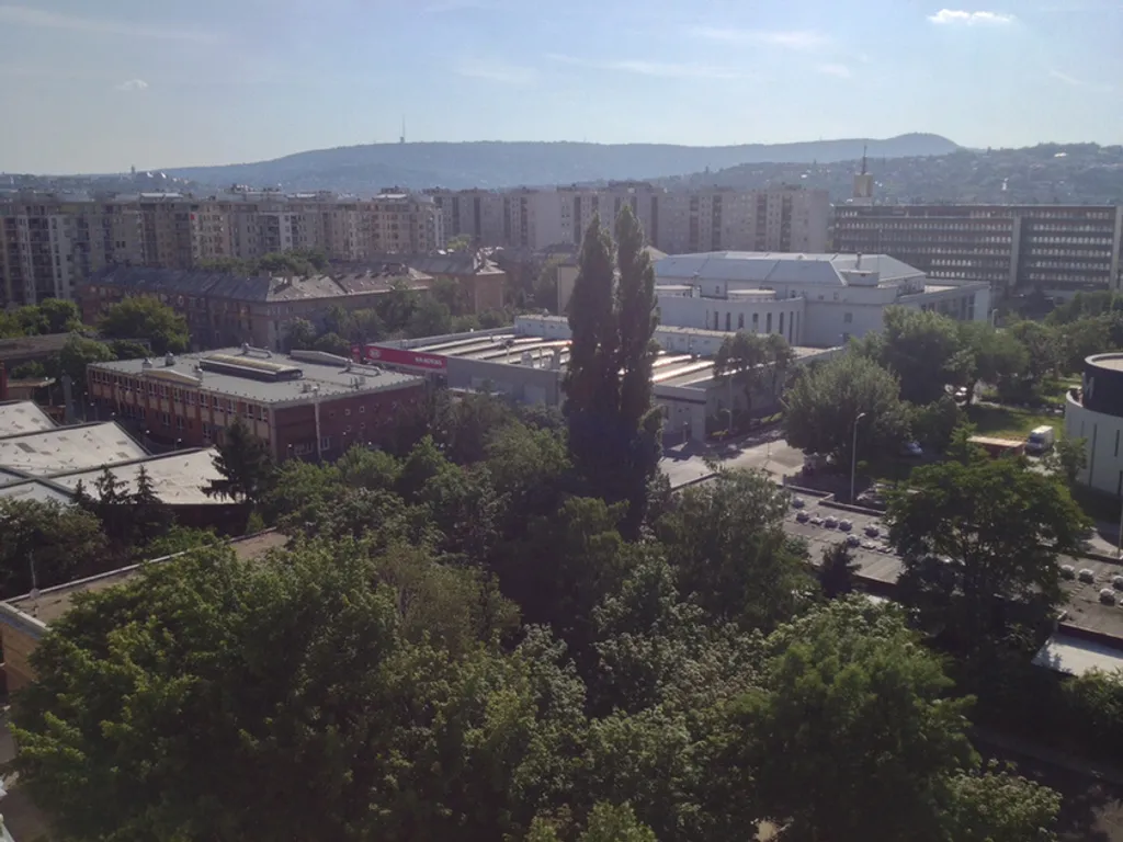 Fotó: Az Év Fája / Ökotárs 