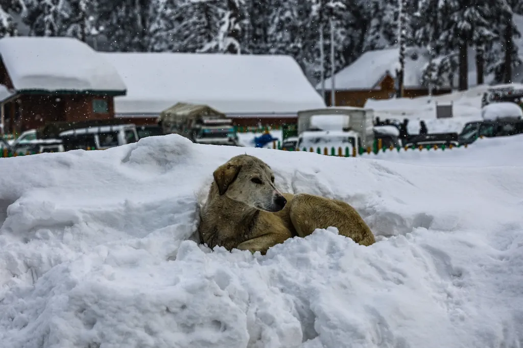 Forrás: NurPhoto via AFP/Nasir Kachroo/NurPhoto/Nasir Kachroo