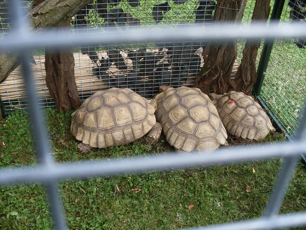 Fotó: Sisy / Indafotó 
