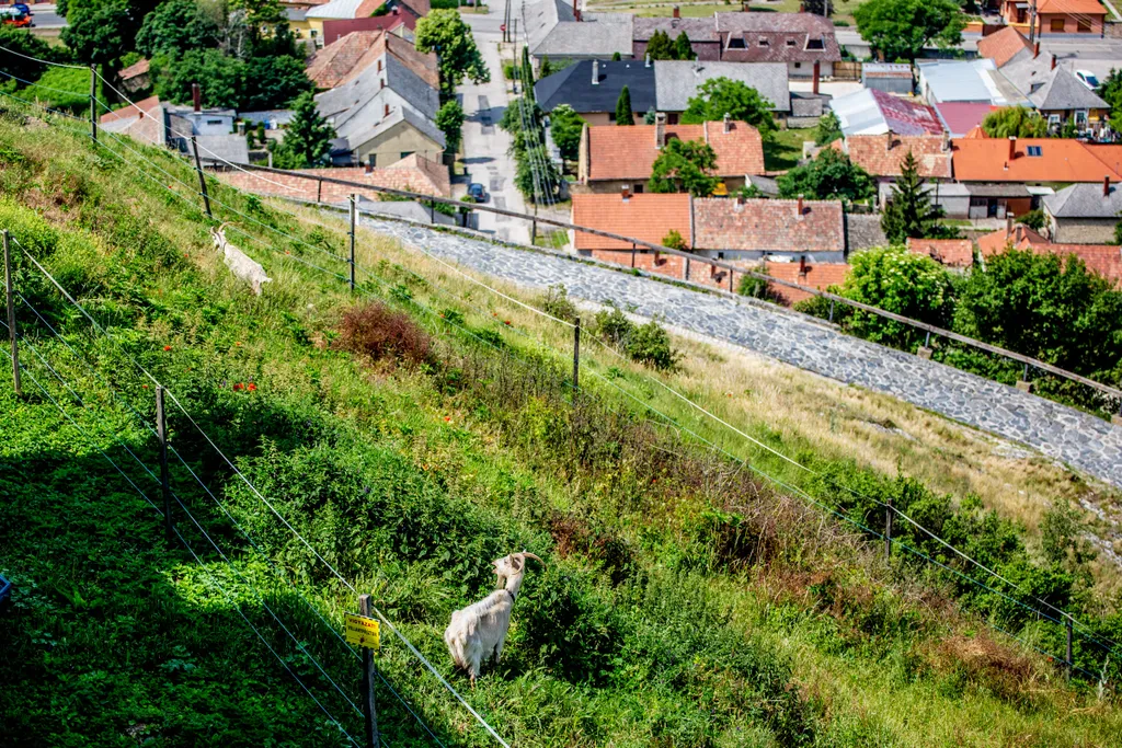 Forrás: Csudai Sándor / Travelo 