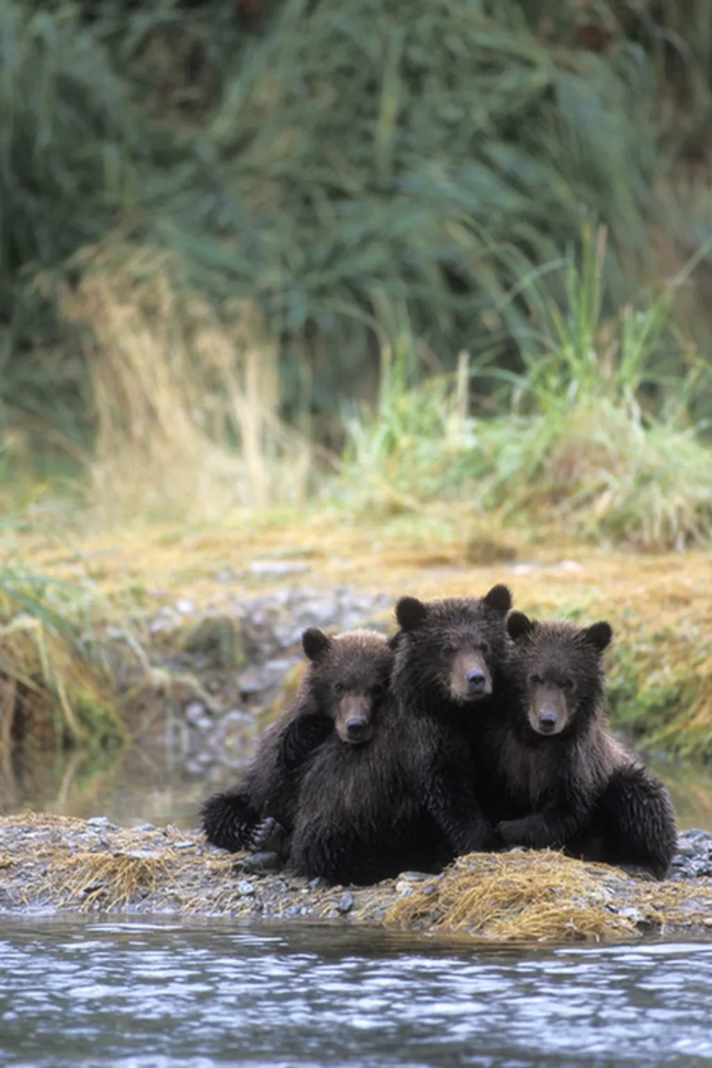 Fotó: Steven Kazlowski / Barcroft Medi / Northfoto 