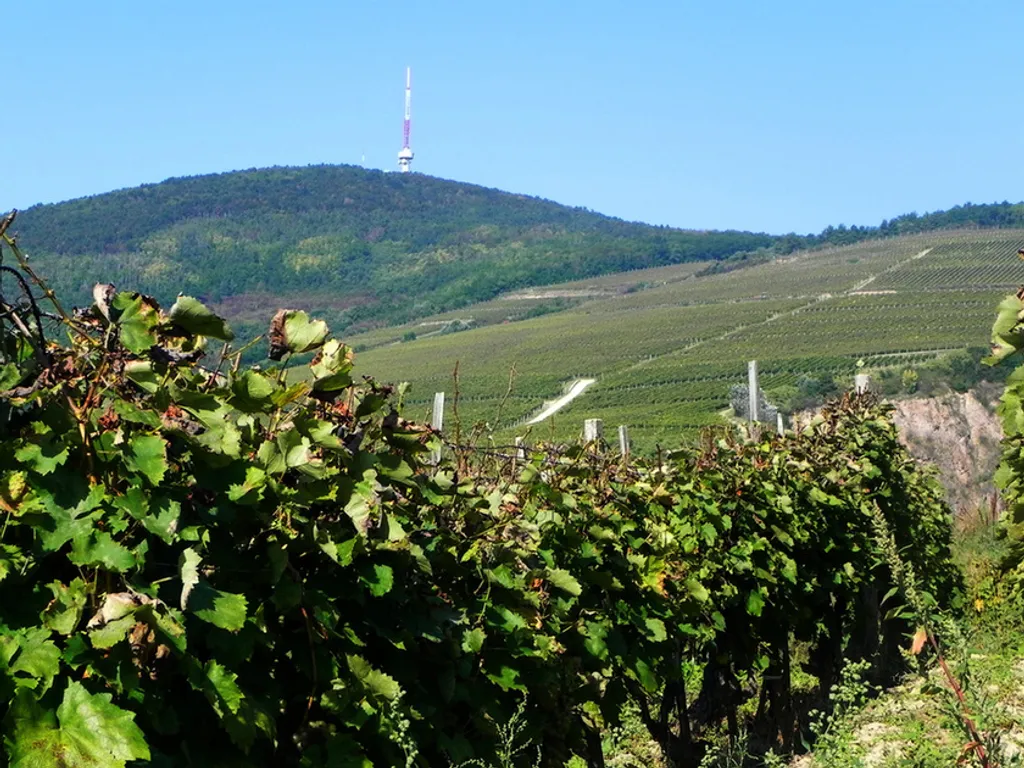 Fotó: TTHE Tokaj 
