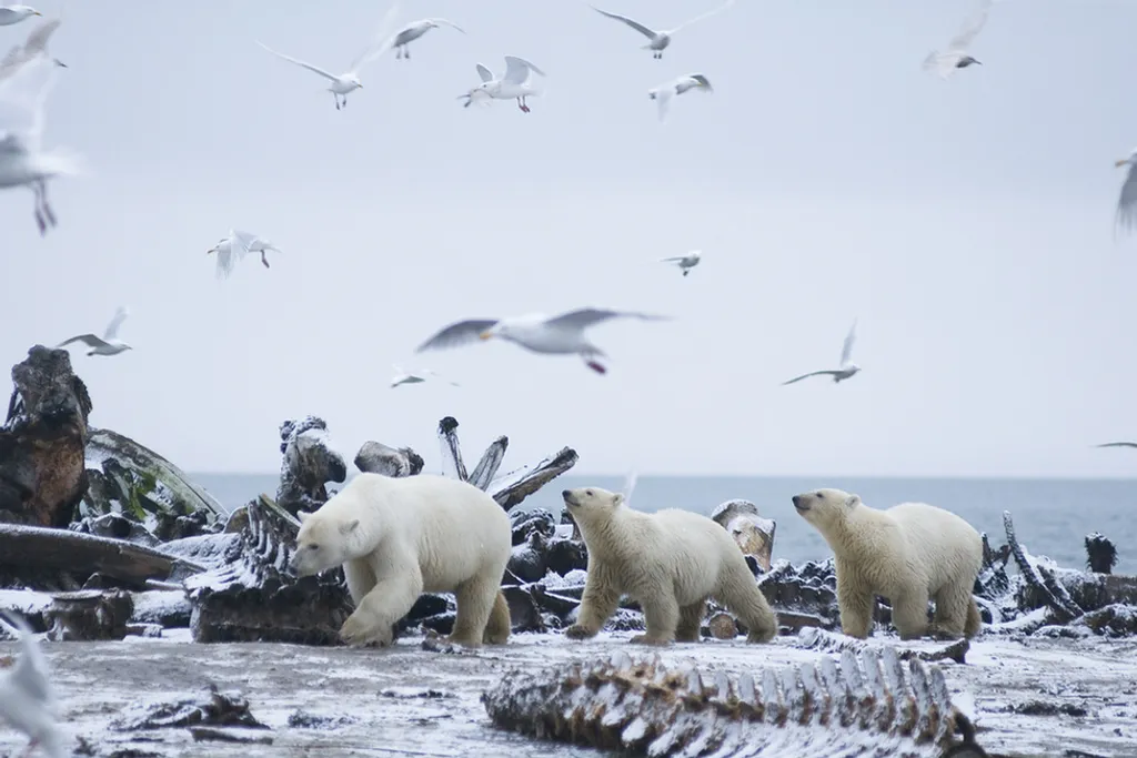Fotó: Steven Kazlowski / Barcroft Medi / Northfoto 