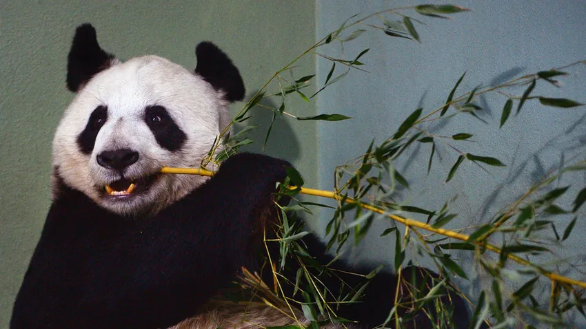Tian Tian
