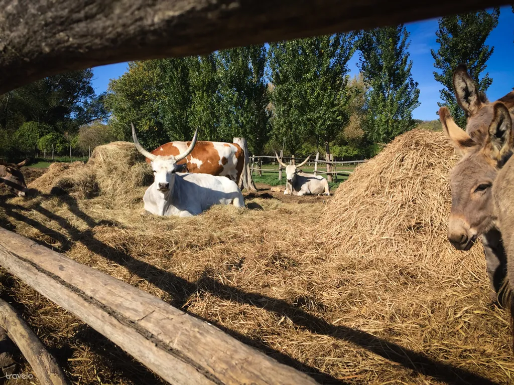 Fotó: Csikesz Mariann 