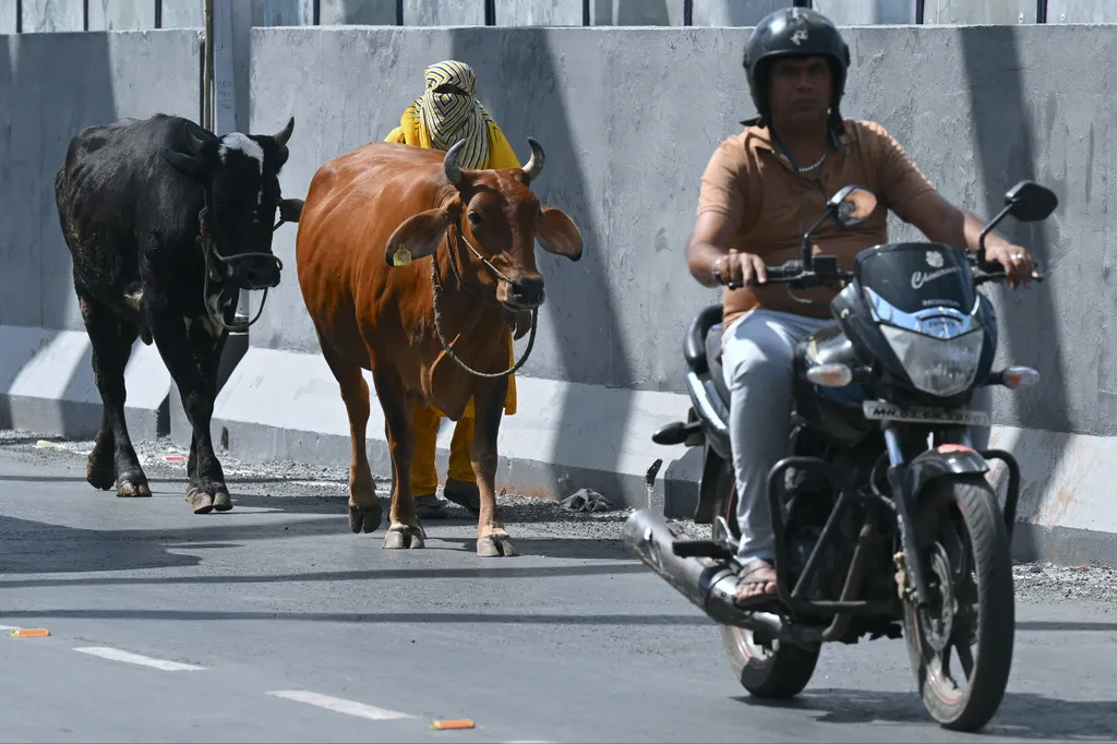 Forrás: AFP/Indranil Mukherjee