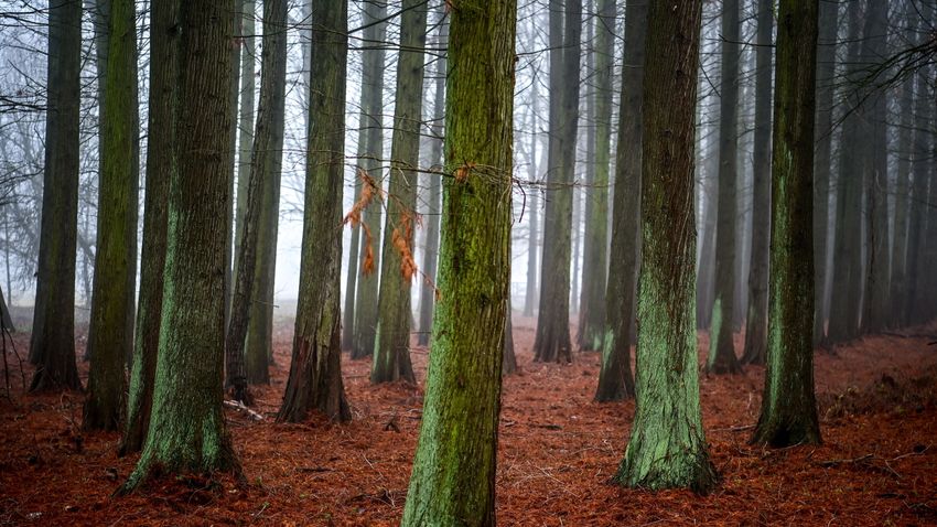 Amerikai mocsárciprusok a Tiszaigari Arborétumban