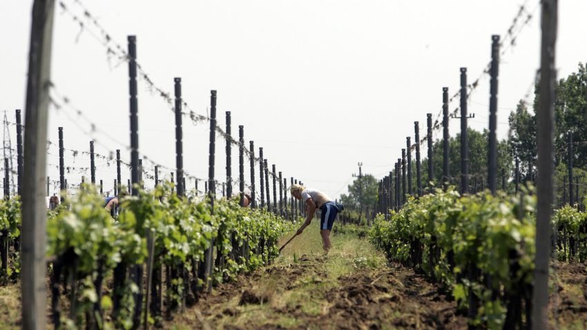 Tokaj-Hegyalja rákapcsol a turizmusra