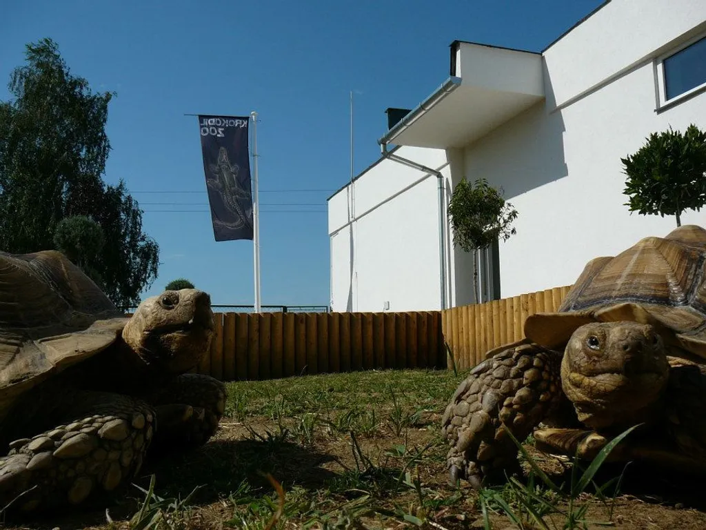 Fotó: Krokodil Zoo 
