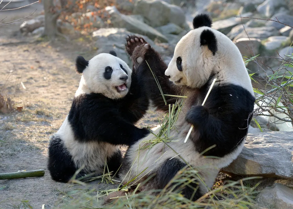 Fotó: Zoo Vienna Schönbrunn 