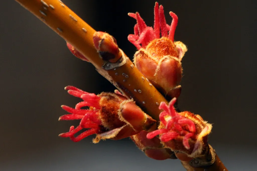 Forrás: NurPhoto via AFP/Creative Touch Imaging Ltd/NurPhoto/Creative Touch Imaging Ltd