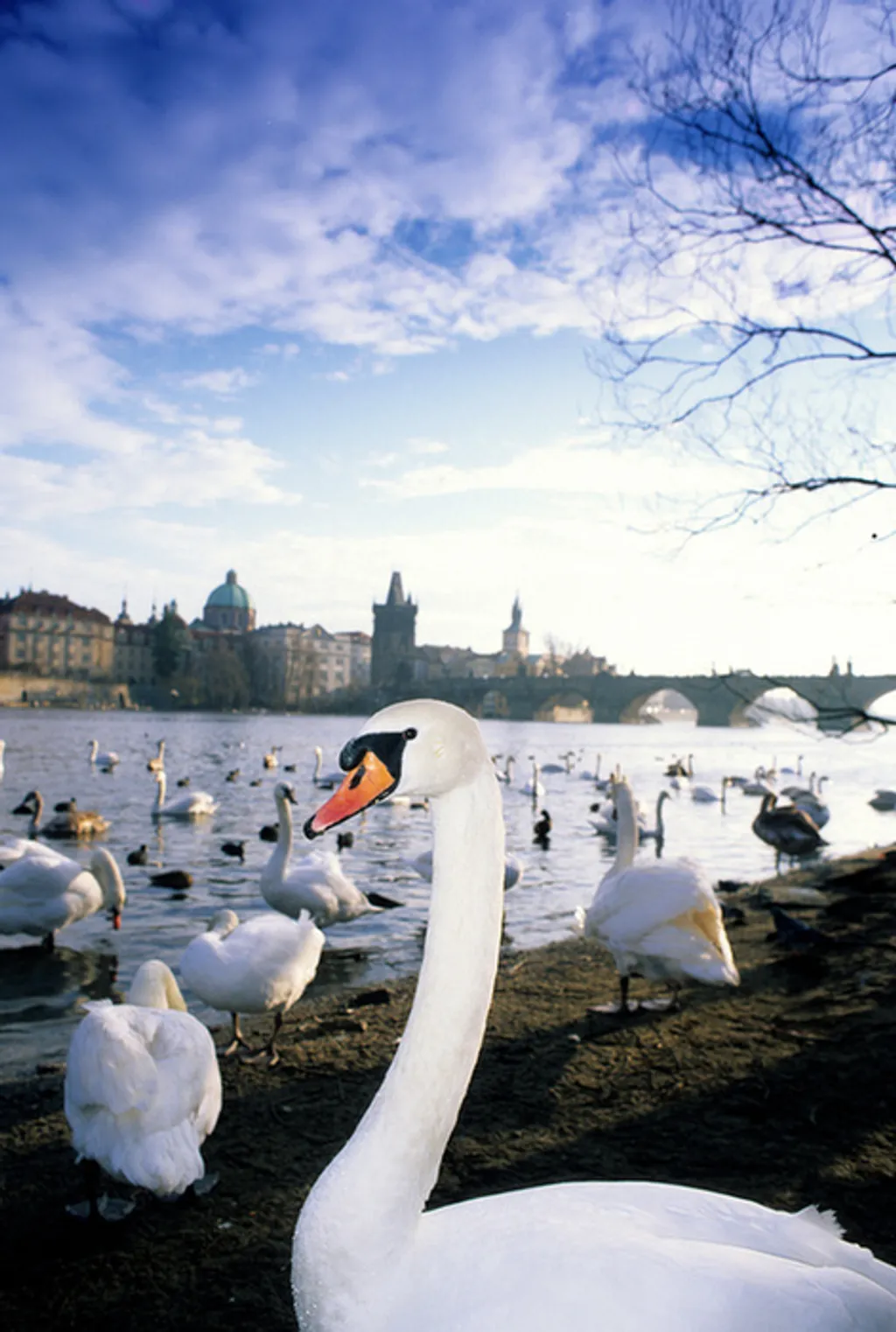 Fotó: Andrea Salcioli / Northfoto 