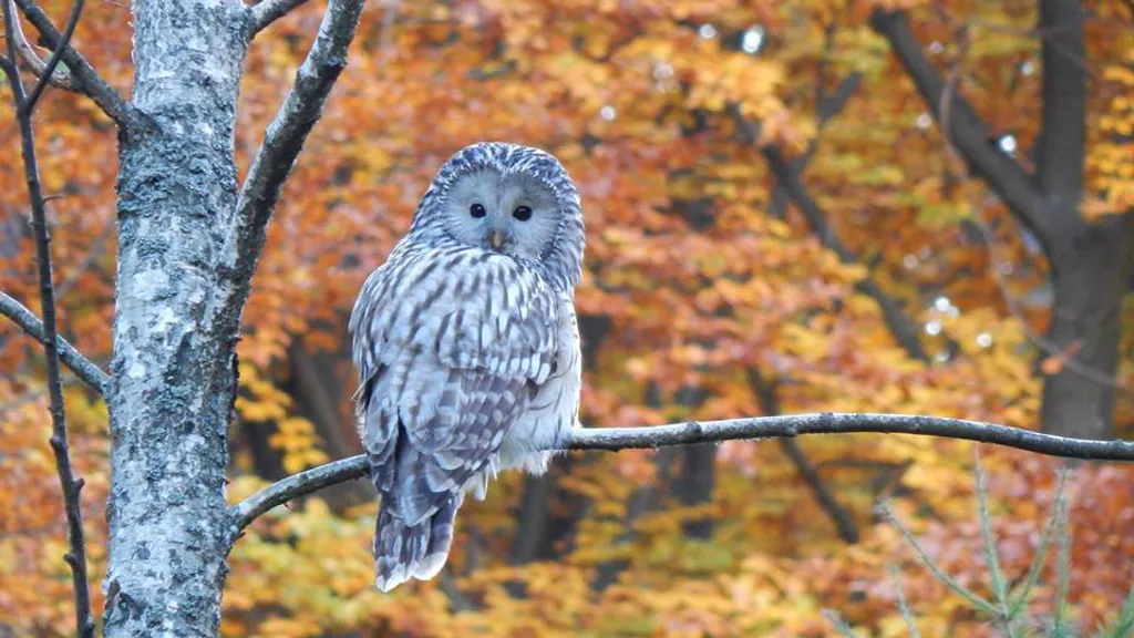 Fotó: Zoo Kosice / Facebook 