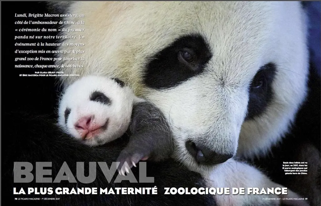 Forrás: Facebook / Zoo de Beauval 