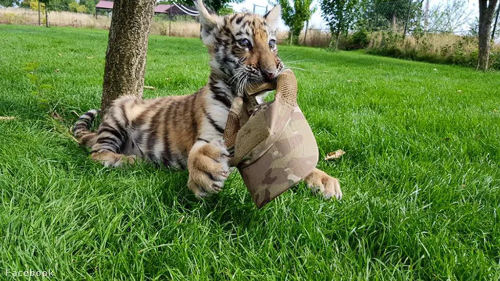 Fotó: Oáza Sibírskeho Tigra / Facebook 