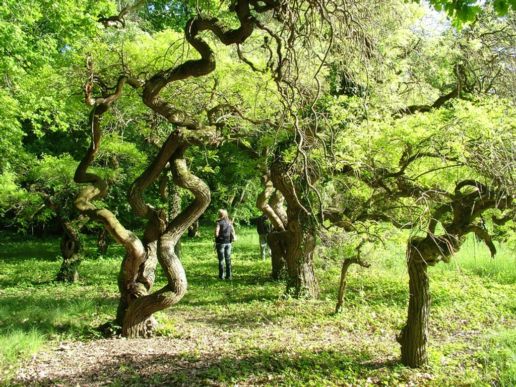 Fotó: Szarvasi Arborétum 
