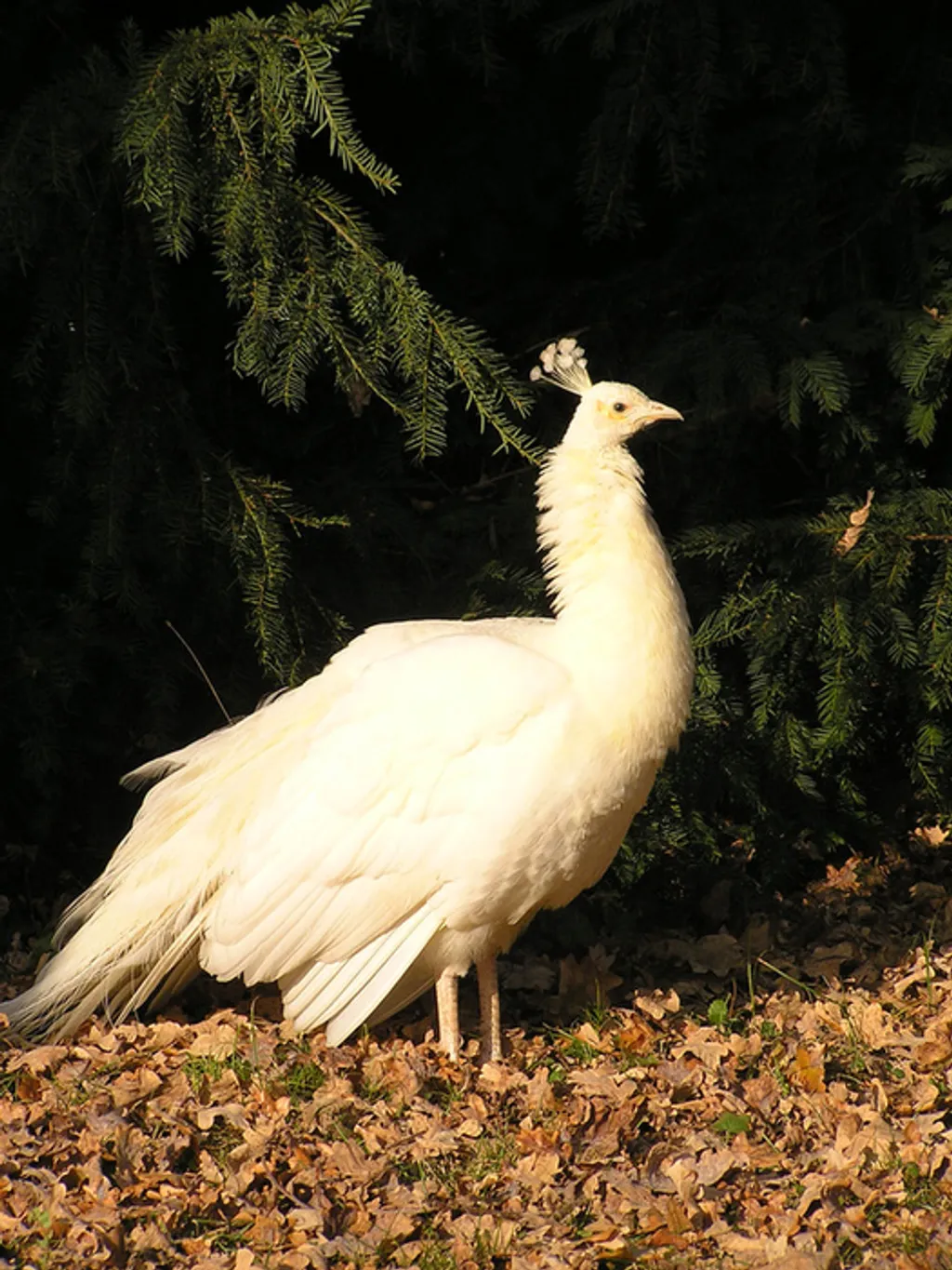 Fotó: Szarvasi Arborétum 