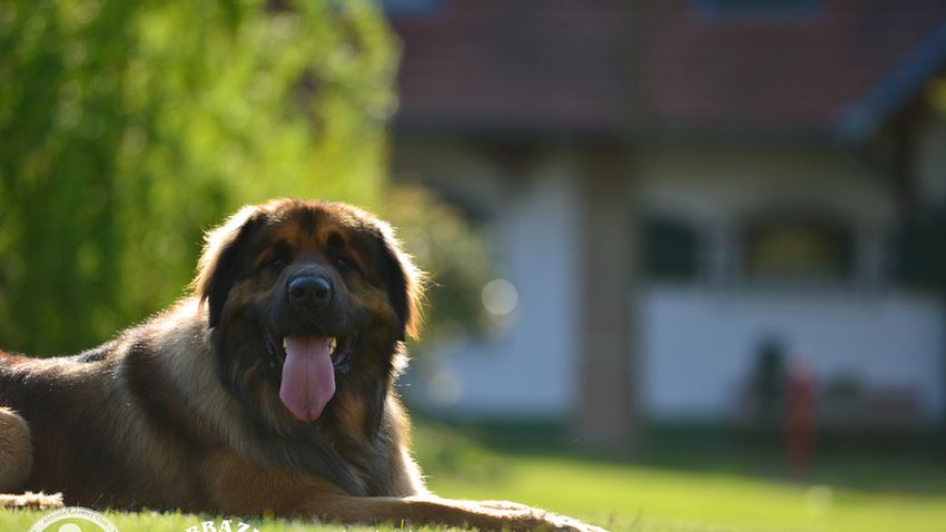 Egy KutyaJó szálloda az Őrségben