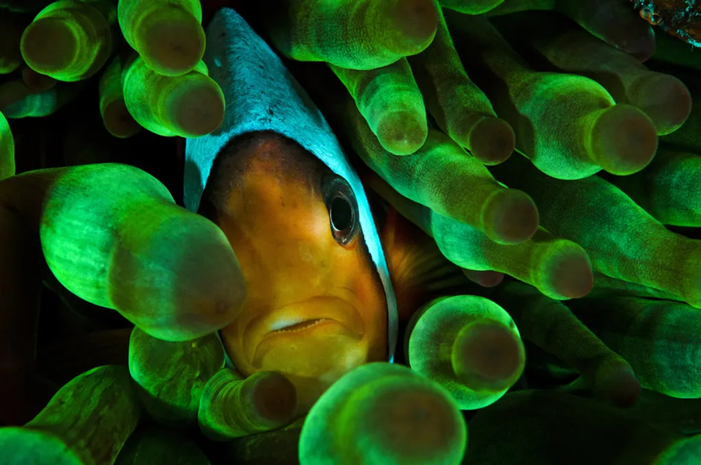 Fotó: Please Byline: Pic: Alex Mustard/solent / Northfoto 