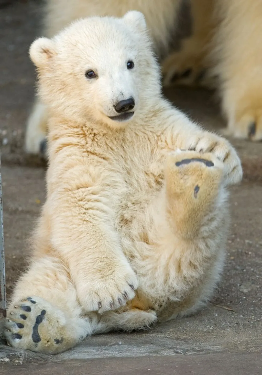 Fotó: Daniel Zupanc / Tiergarten Schönbrunn 