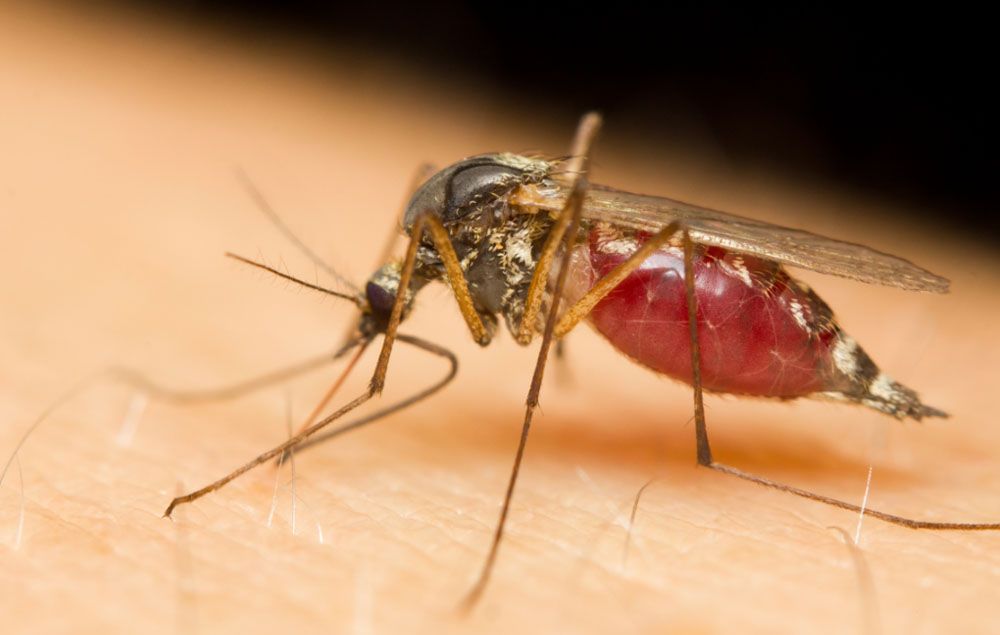 szunyog, zikavirus