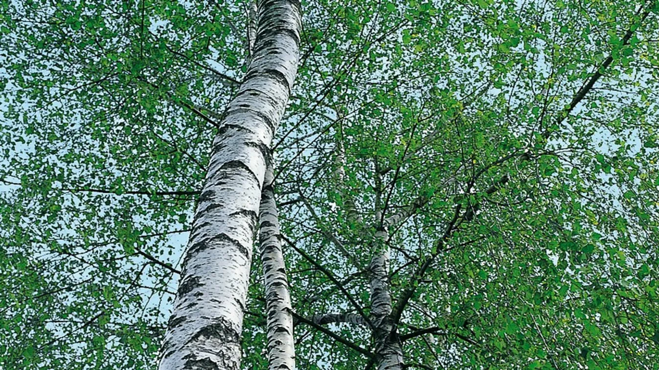 Gyógyító fák: a tölgytől a varsafáig