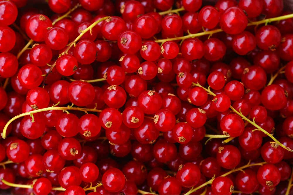 ribizli