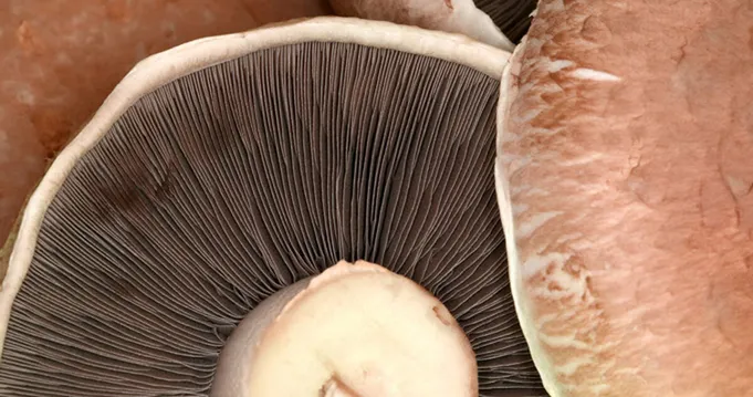 gyógygomba