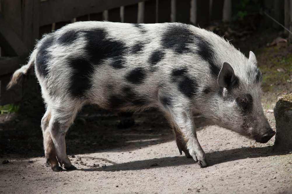 törpemalac