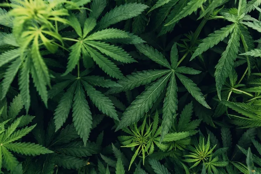 kannabis, marihuána