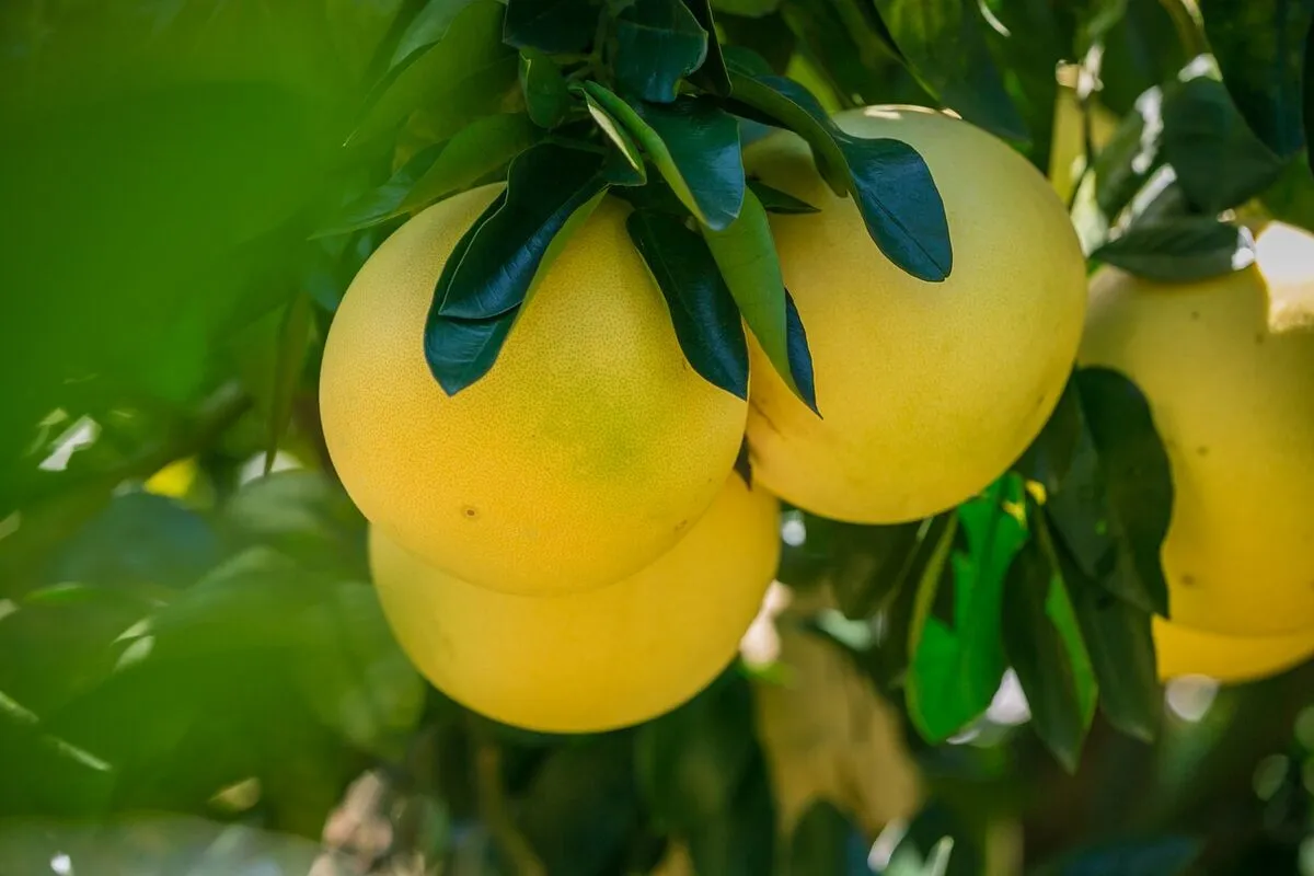 pomelo fogyasztása