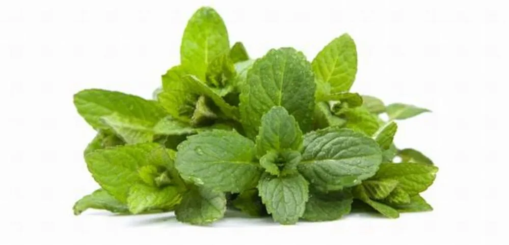 menta